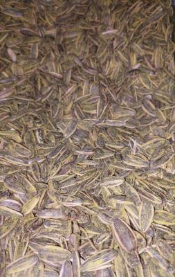 تخمه کانادایی پیاز جعفری فله